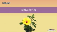 室内养殖芙蓉花要注意什么