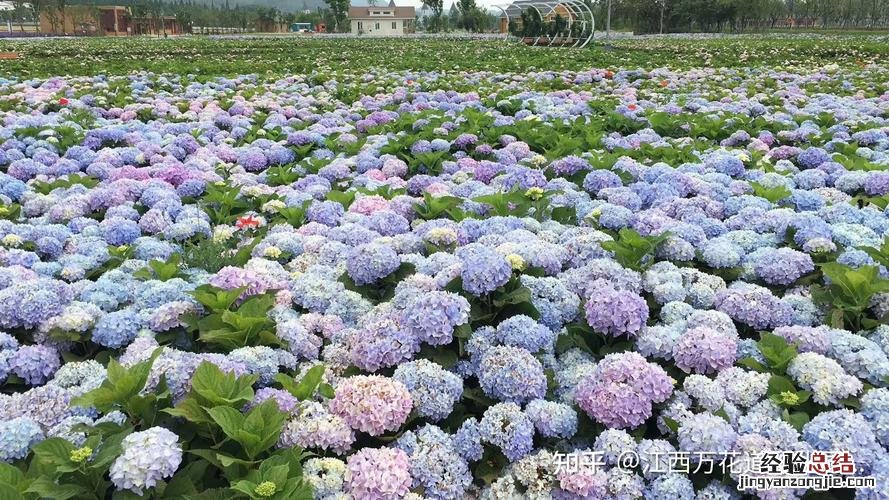 绣球花移栽的最佳时间是什么时候