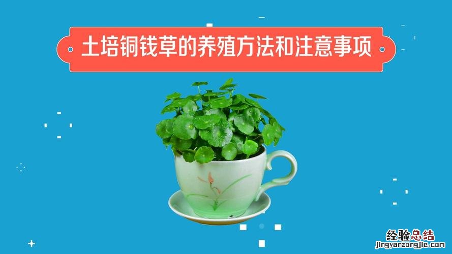 铜钱草怎么养比较茂盛