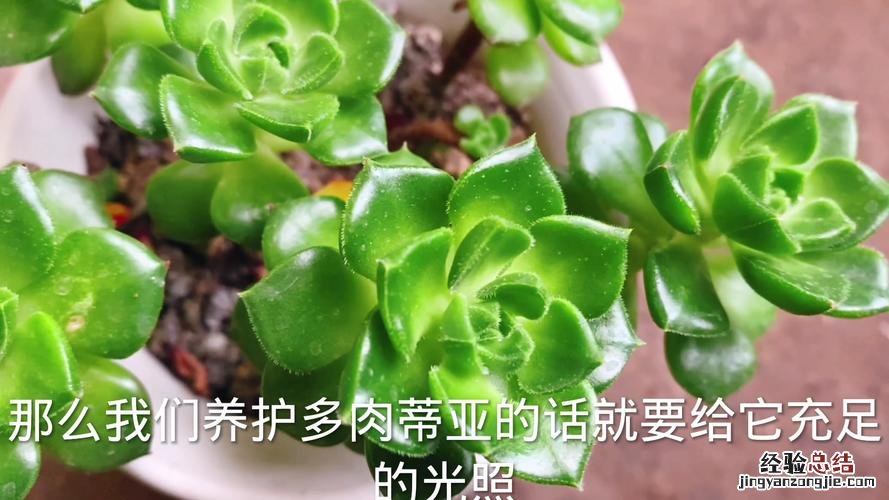 多肉蒂亚怎么浇水