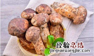 松茸的功效与作用 松茸简单介绍