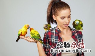 虎皮鹦鹉的繁殖箱里要清理吗 虎皮鹦鹉的繁殖箱里要清理吗