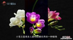 小苍兰什么季节种