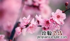 梅花用什么盆种好 盆栽选什么梅花好