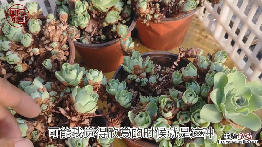 山地玫瑰开花会死吗
