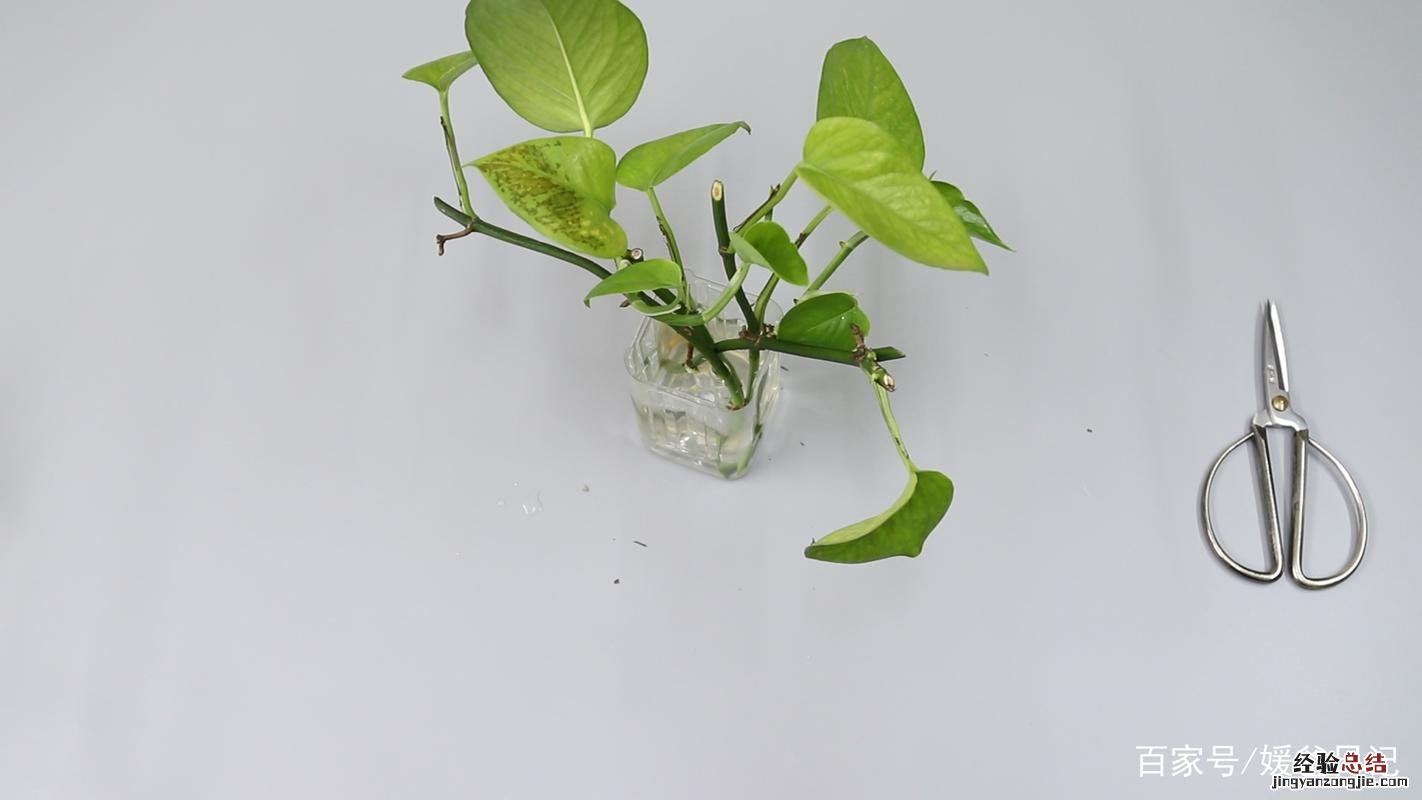 水培绿萝怎么生根快,不生根怎么办?
