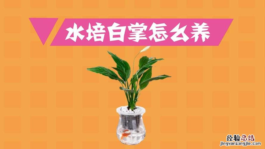 水培植物如何增氧