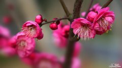 梅花的繁殖植方法