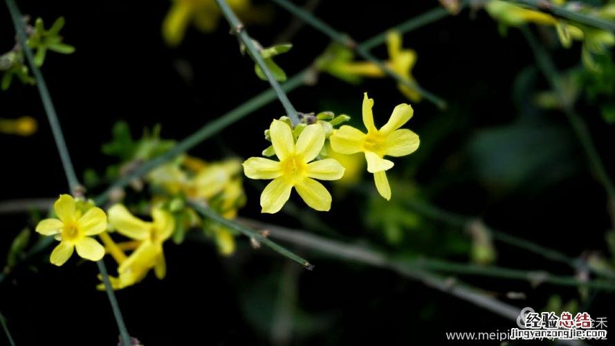 迎春花价格，迎春花图片