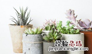 多肉植物怎么种好看图片 多肉植物怎么种好看