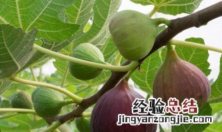 家种无花果树有讲究吗 无花果是凶树吗