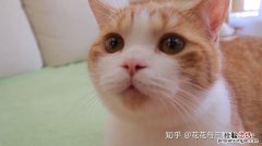 猫片是什么梗