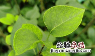 丁香花怎么养殖 丁香花怎么养殖呵护