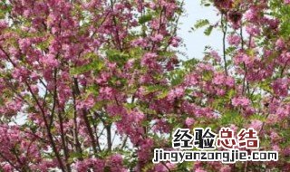 香花槐怎么养殖 香花槐怎么繁殖