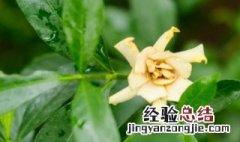 栀子花怎么养殖 栀子花怎么养殖方法及注意事项