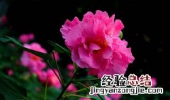 芙蓉花特点与寓意 芙蓉花的形态特征和功效介绍