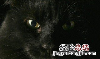 黑猫来家里有什么预兆 黑猫来家里寓意