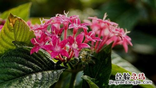 繁星花的花语