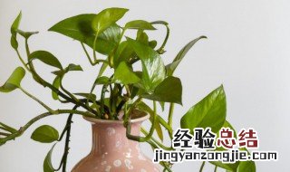 无土栽培的植物有哪些 无土栽培的植物有哪些图片