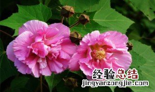 芙蓉花象征什么 芙蓉花象征什么人