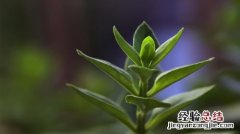 你确定你会给花草晒太阳？看完你就明白了