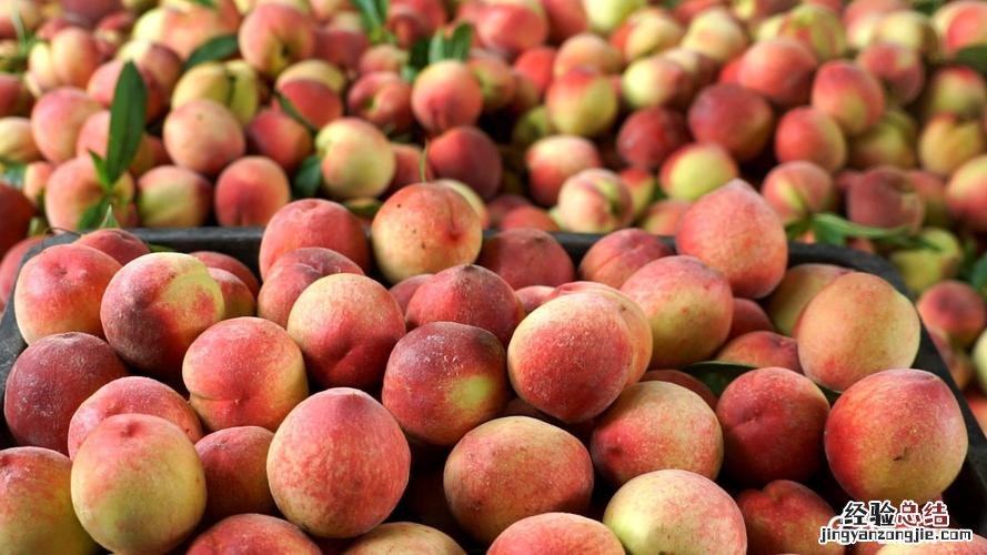 水果籽丢盆里，呼呼冒绿芽，1年结果100个！