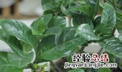 栀子花怎么养殖方法 栀子花叶子发黄干枯掉叶子怎么办