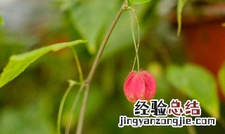 蔓性风铃花如何养殖 蔓性风铃花的种植如何培育