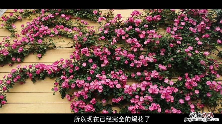 从一片叶到爬满墙，她只用了1个月，爆发力惊人！