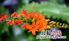 雄黄兰花语和寓意 雄黄兰花语