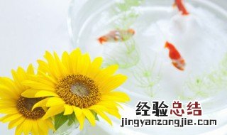 如何清理死过鱼的鱼缸 鱼缸鱼死完了用清理鱼缸吗