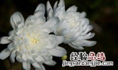 大滨菊都有什么颜色 白色大滨菊花语