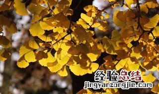 银杏树的特点是什么三年级上册 银杏树的特点是什么