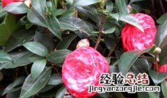 抱茎茶花如何养殖 抱茎茶花的花期有多长