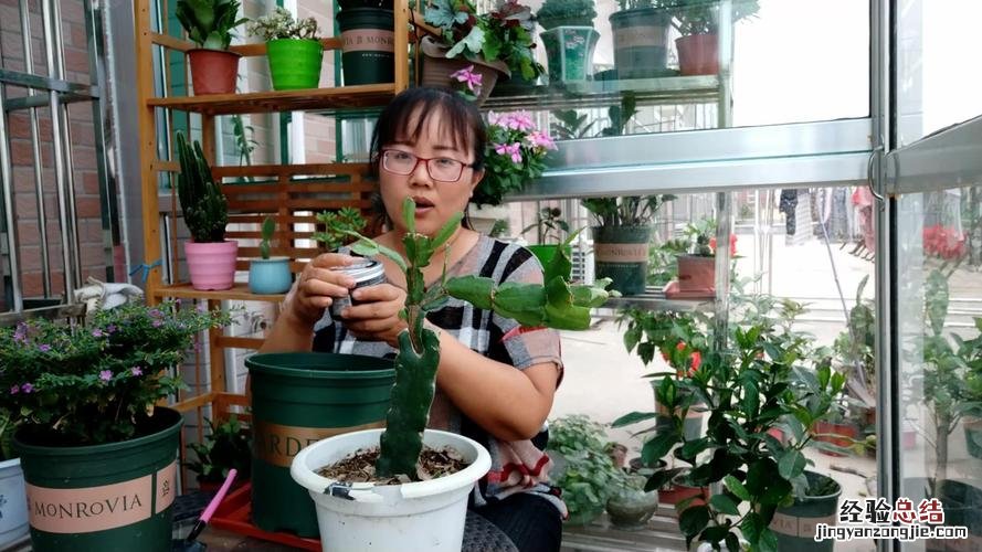 秋天到了,再不给你家植株“换盆”,可连冬天都熬不到啦!