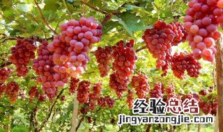 带孙子采摘快乐的心情短语 带孙子采摘快乐的心情短语推荐