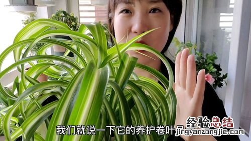 水培绿萝烂根怎么回事