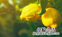 新鲜柠檬放多久不苦 新鲜柠檬可以放多久