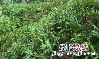 赤水金钗石斛怎么种植 赤水金钗石斛种植模式