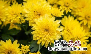 清明节上坟为什么要送菊花 清明节上坟为什么要用菊花