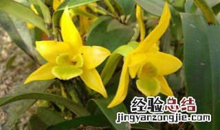 翅梗石斛什么时候开花 翅梗石斛夏天怎么浇水