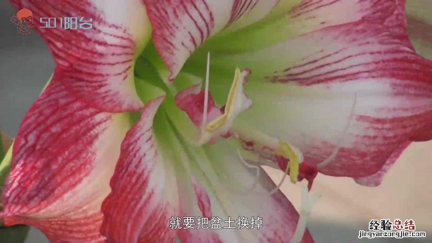 朱顶红有什么养殖注意事项