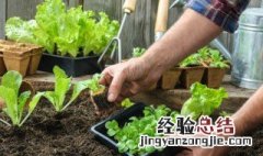 家里怎么种菜? 家里怎么种菜