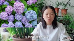 绣球花的养殖方法