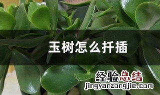 玉树扦插方法 玉树怎么扦插