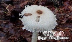 白蘑菇采摘方法 白蘑菇怎么采摘