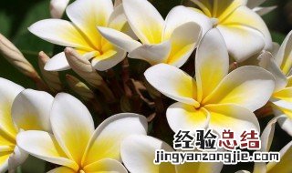家里适合放什么花 什么花适合放家里