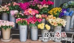 四季兰花是不是四季开花 那种兰花四季开花呢