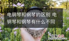 电钢琴和钢琴的区别 电钢琴和钢琴有什么不同