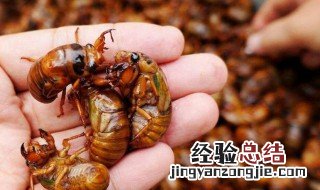 金蚕的储存方法 金蚕如何保存